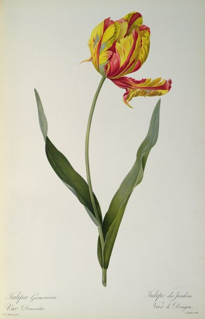 Tulipa gesneriana dracontia、「Les Liliacees」、1816年 作： Pierre Joseph Redouté